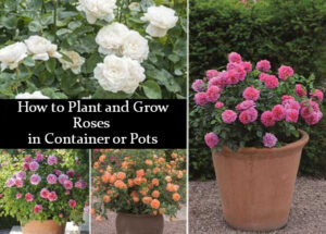How to Plant and Grow Roses in Container or Pots