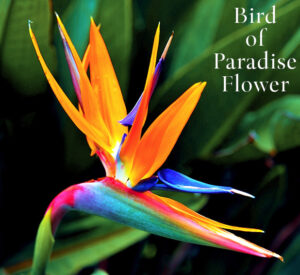 Featured Wedding Flowers: Bird of Paradise Flower