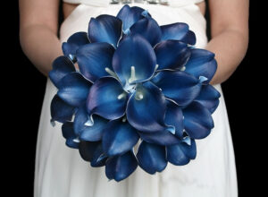 Blue Calla Lilies - Calla Lilies Colors