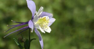 Columbine Flower History