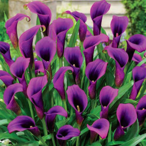 purple calla lilies - calla lilies colors
